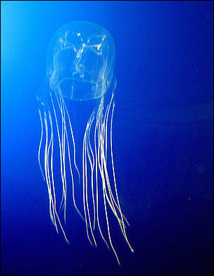 20120518-box jellyfishAvispa_marina.jpg